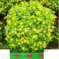皇帝菊种子 优质花种 黄帝菊 热销皇帝菊 美兰菊